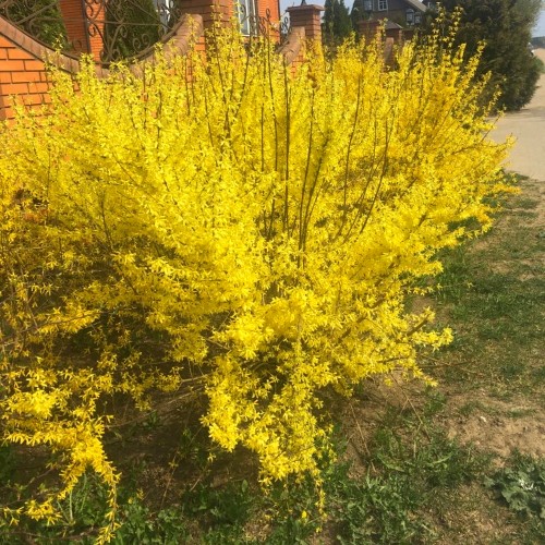 Forsythia x intermedia 'Goldrausch' - Värdforsüütia 'Goldrausch' C5/5L